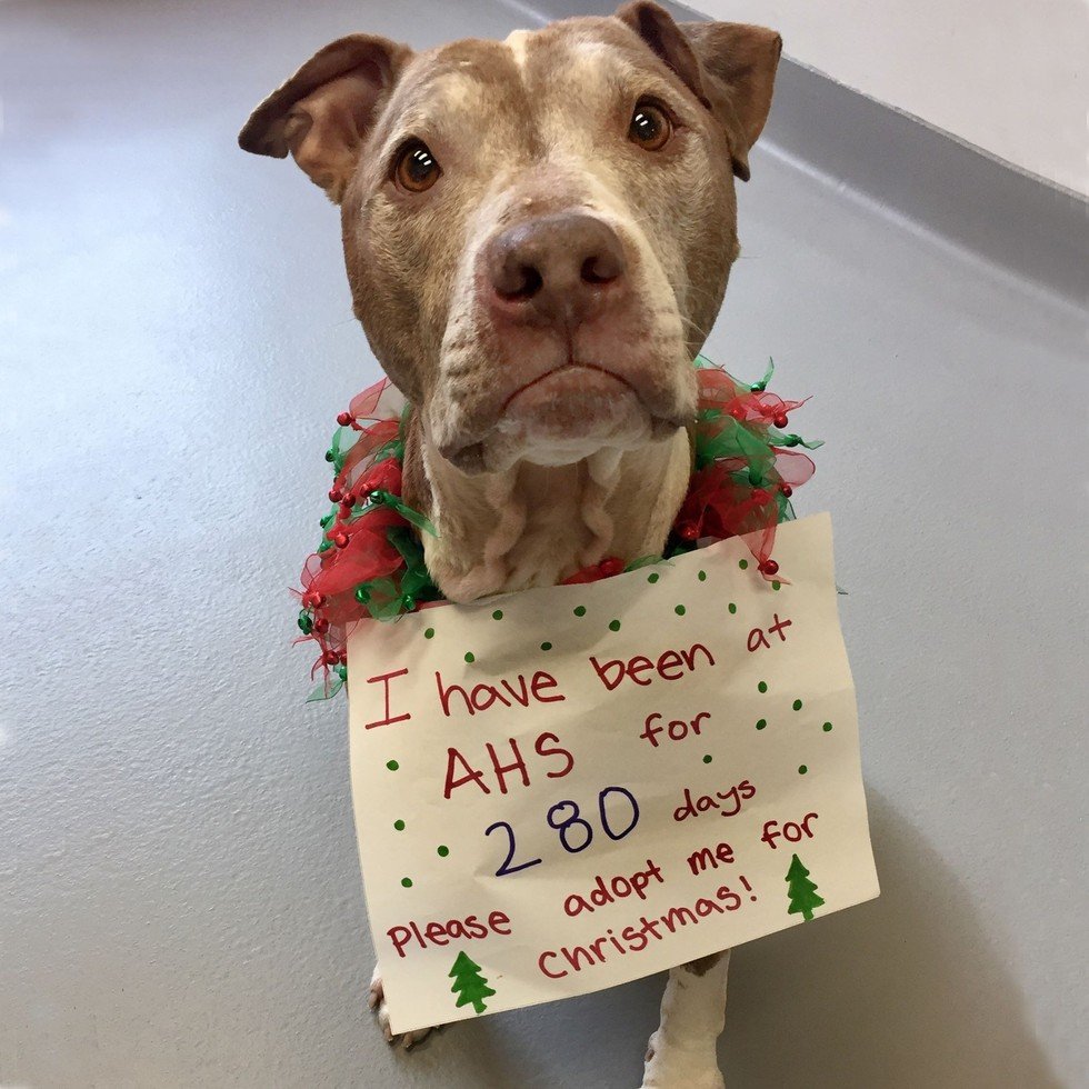 Este cão «idoso» só quer encontrar um lar para passar o Natal