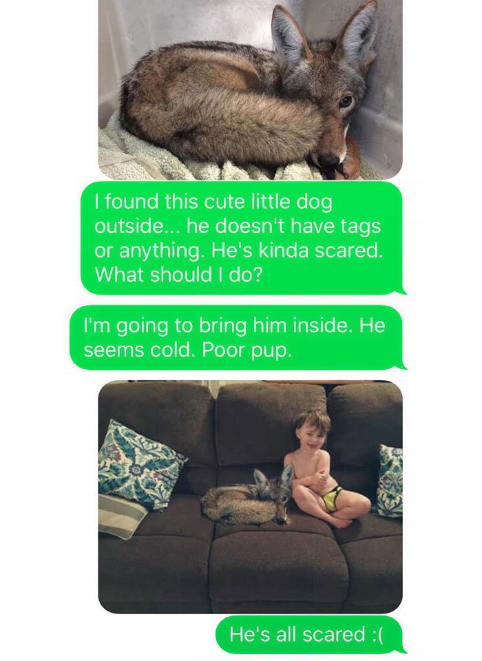 Enviou imagem ao marido a dizer que tinha adotado um cão de rua, que afinal era um coiote