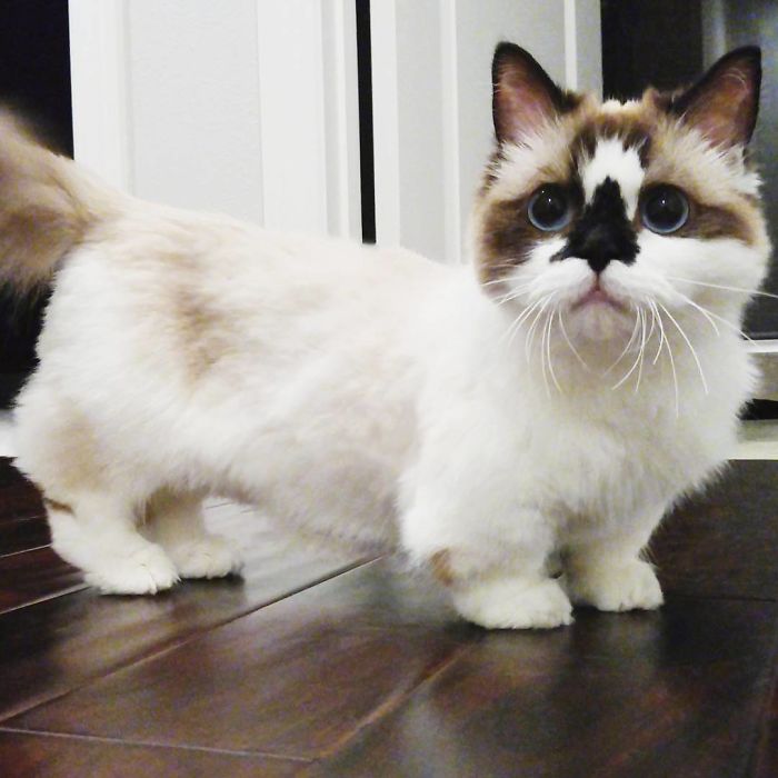 Albert, o adorável gato Munchkin que já é uma estrela no Instagram