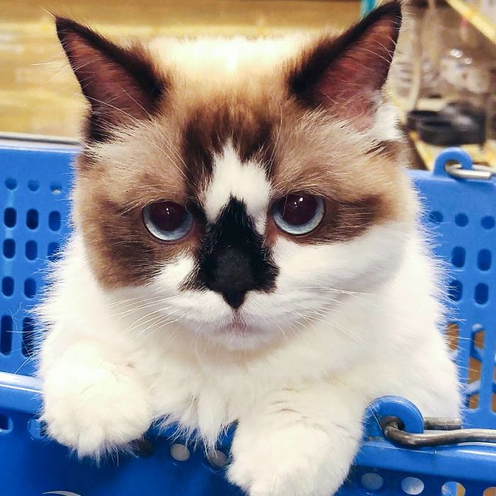 Albert, o adorável gato Munchkin que já é uma estrela no Instagram