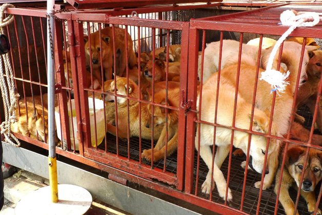 Mercado de carne de cão foi encerrado na Coreia