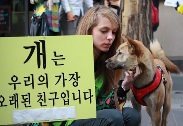 Mercado de carne de cão foi encerrado na Coreia