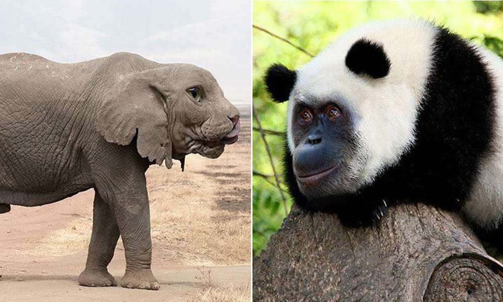 Artista usa photoshop para fazer mash-up divertido do reino animal