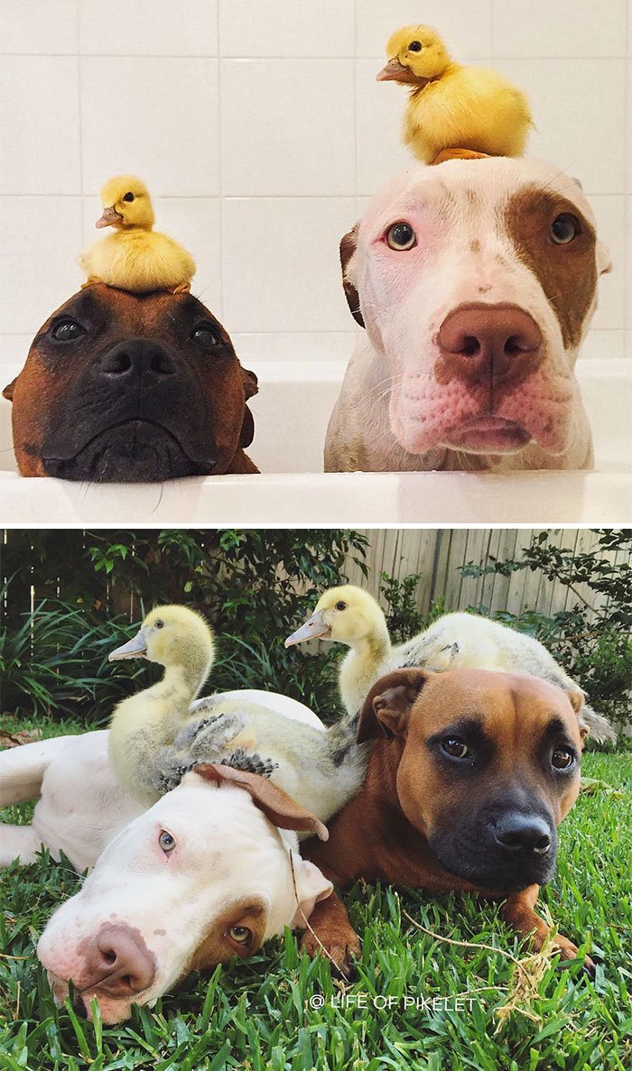 O antes e o depois de 10 animais que cresceram juntos