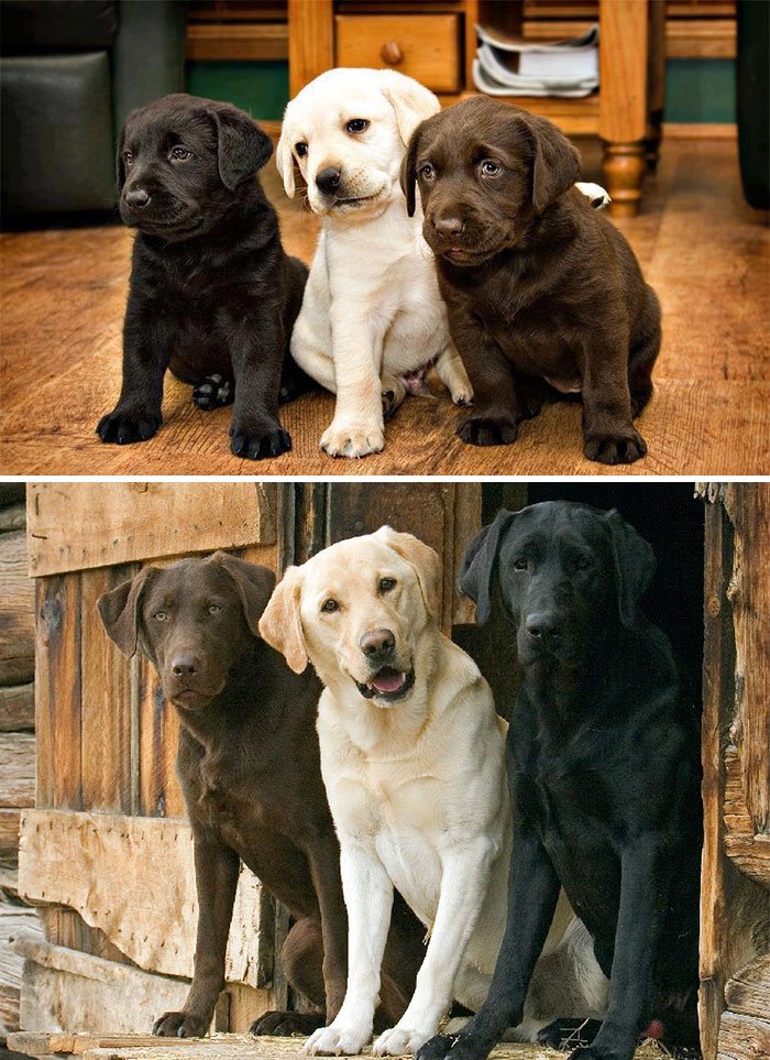 O antes e o depois de 10 animais que cresceram juntos