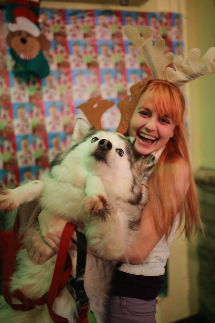 10 animais de estimação que odeiam (mesmo) o Natal