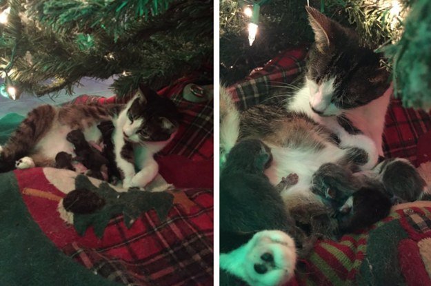 Gata adotada dá à luz 4 gatinhos debaixo da árvore de natal
