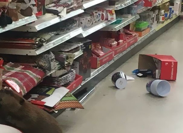 Castor apanhado no supermercado à procura de uma Árvore de Natal artificial