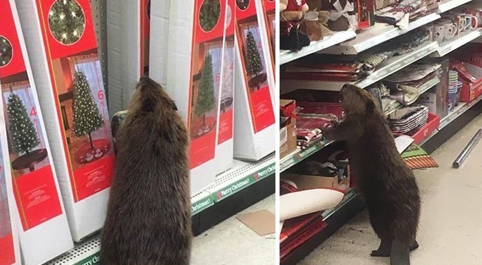Castor apanhado no supermercado à procura de uma Árvore de Natal artificial