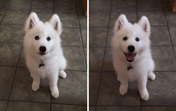 A cara destes cães, antes e depois de serem elogiados, são de derreter