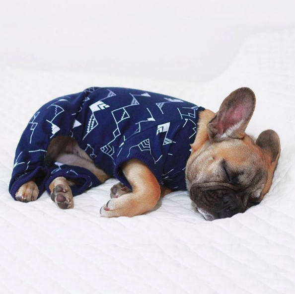 20 fotografias de cães em pijama para te derreteres com tanta fofura