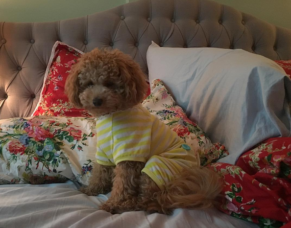 20 fotografias de cães em pijama para te derreteres com tanta fofura