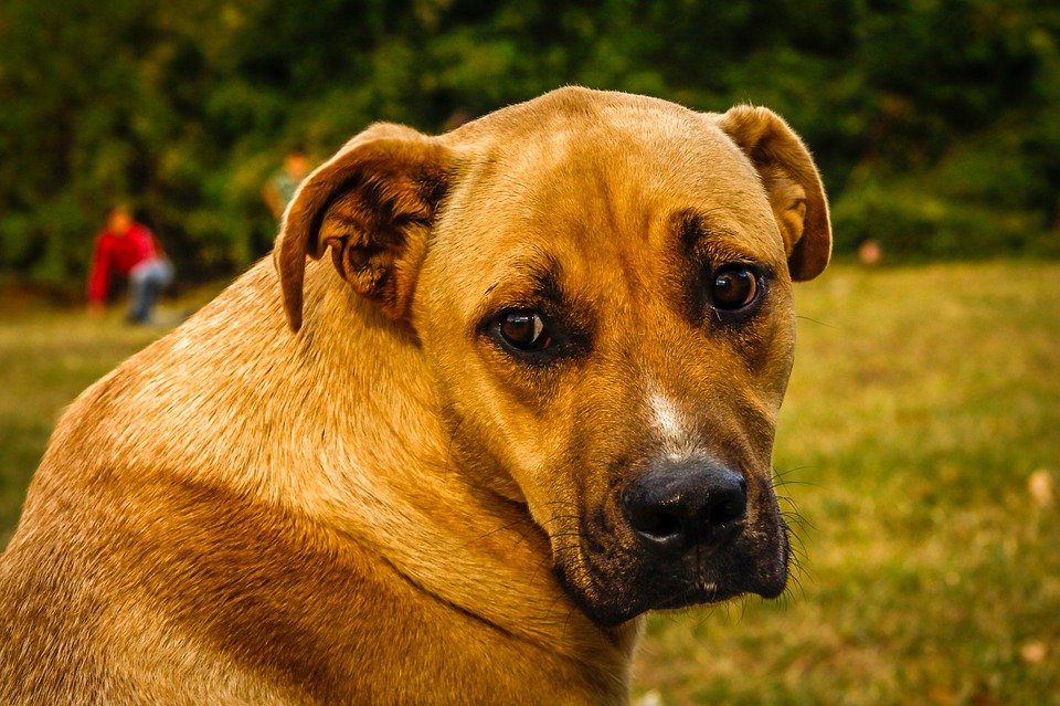 Criador de cães acusado de cortar as cordas vocais para que os cães ladrem menos