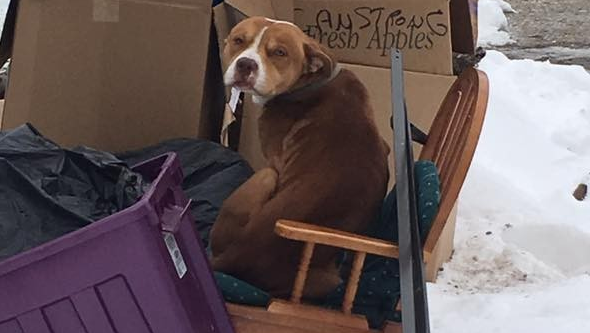 Cão esperou uma semana ao frio pelo dono que o abandonou