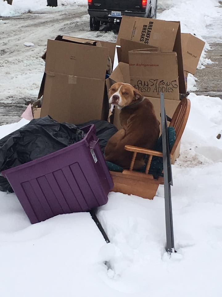 Cão esperou uma semana ao frio pelo dono que o abandonou