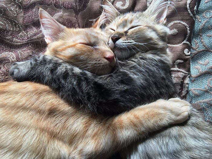 Dois gatos tão apaixonados, que já não conseguem esconder