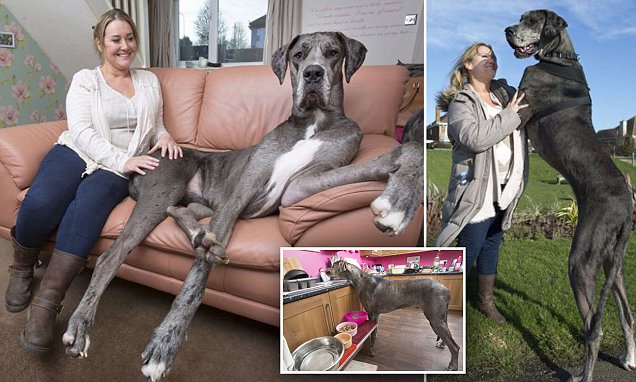 Freddy: o maior cão do mundo pesa mais de 92 quilos, e é um campeão de fofura