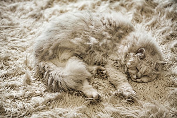 10 gatos que são verdadeiros mestres da camuflagem