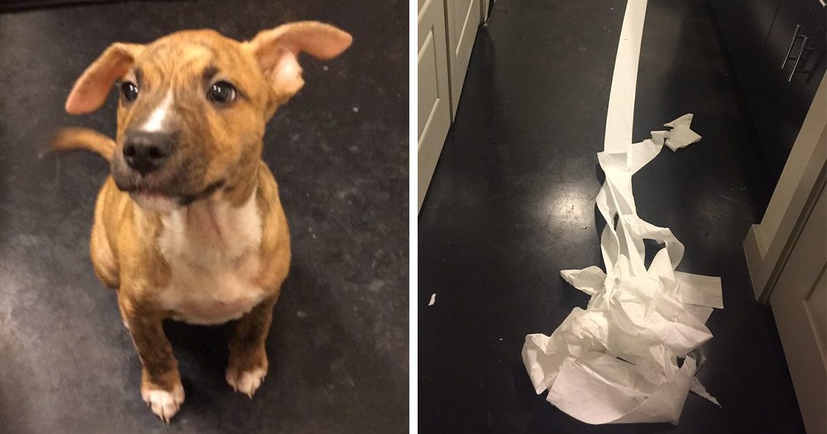 Cão adotado tentou limpar o xixi que fez na casa de banho do amigo do dono