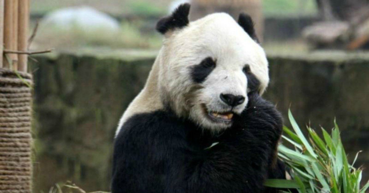 Morreu o panda mais velho do mundo