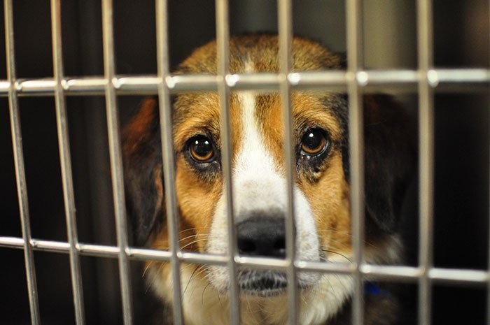 Nova Lei obriga lojas a vender apenas animais resgatados