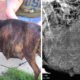 Casal adota pitbull grávida de 12 cachorros, num verdadeiro acto de bondade