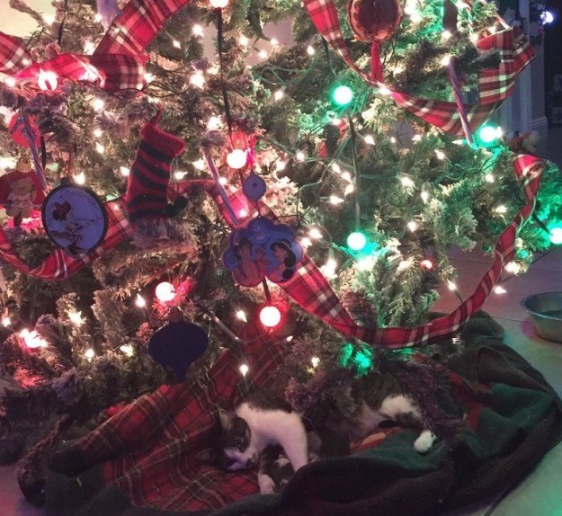 Gata adotada dá à luz 4 gatinhos debaixo da árvore de natal