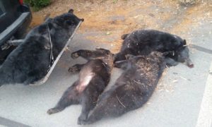 Já foi apurada a causa da morte desta família de ursos, encontrados num parque de estacionament
