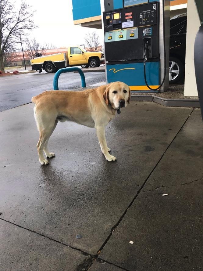 Ele ia ajudar este cão que parecia «perdido», até que viu a placa na coleira e ficou surpreendido