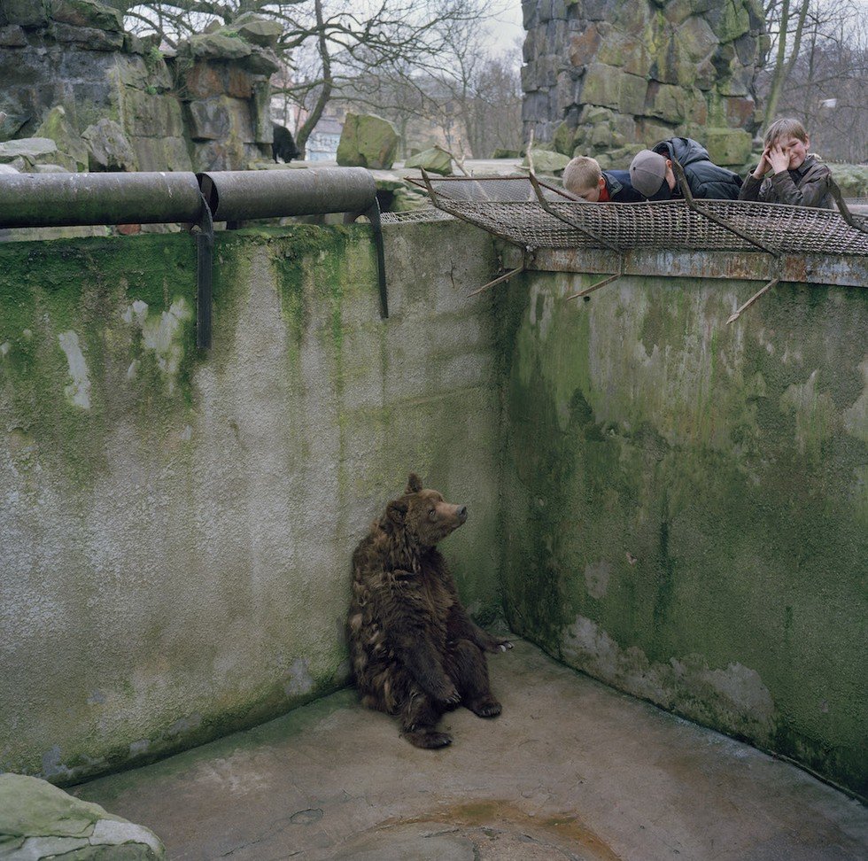 A tristeza dos animais fechados em Zoológicos, resumida numa fotografia brilhante