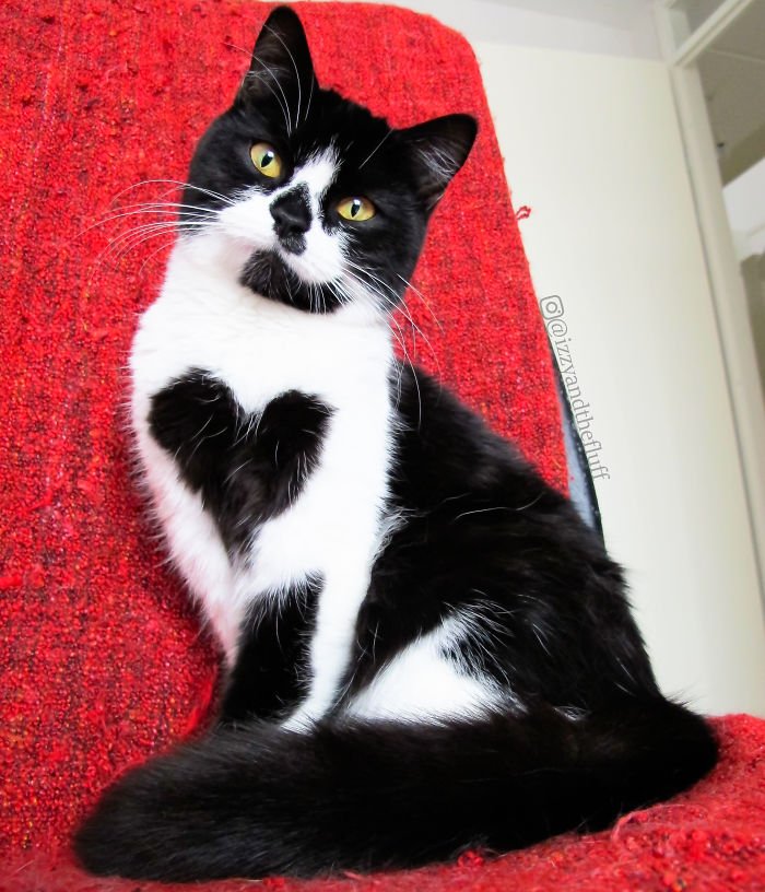 Zoe, a gata que tem um coração no peito, e está a derreter a internet