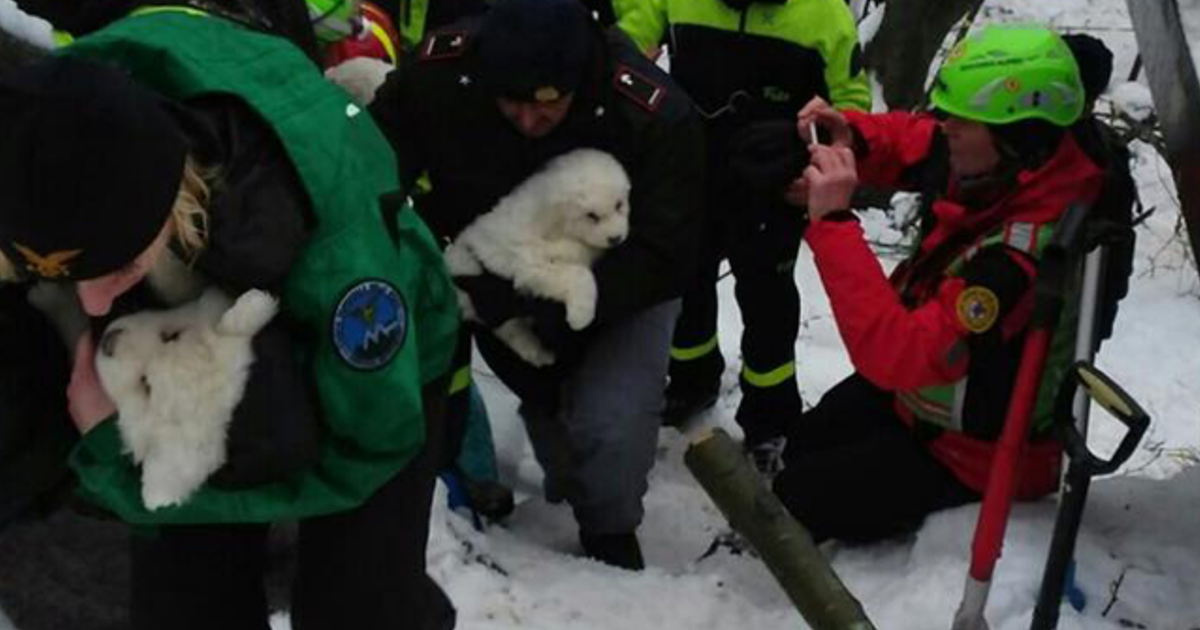 Itália: três cachorros resgatados do hotel, seis dias depois da avalancha