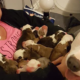 Cadela mamã coloca os seus 11 cachorrinhos no colo da mulher que a adotou
