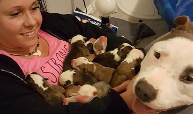 Cadela mamã coloca os seus 11 cachorrinhos no colo da mulher que a adotou