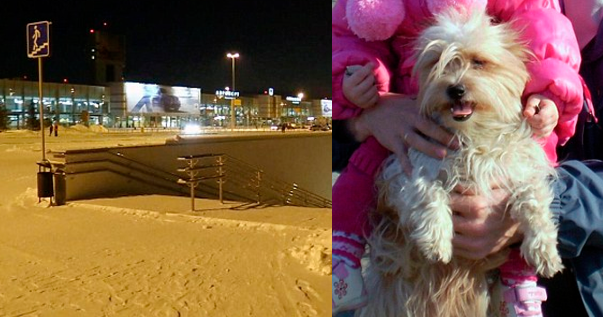 Casal abandona cão à porta do aeroporto, por não ter tratado dos «papéis»