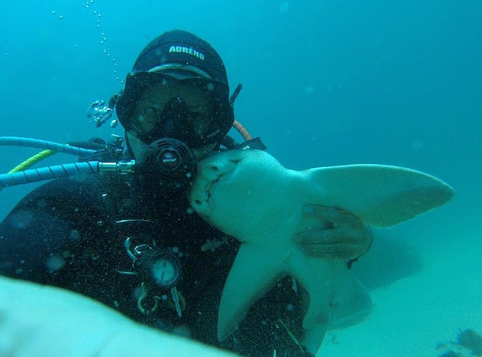 Amizade improvável entre tubarão e mergulhador dura há 7 anos