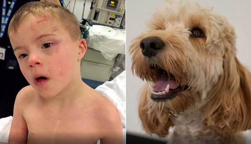 Cão «herói» salva menino com síndrome de down que ficou trancado numa máquina de secar
