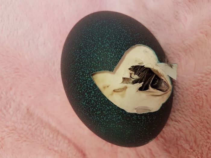 Ela comprou um ovo no Ebay por 30€, e agora tem uma ave exótica em casa