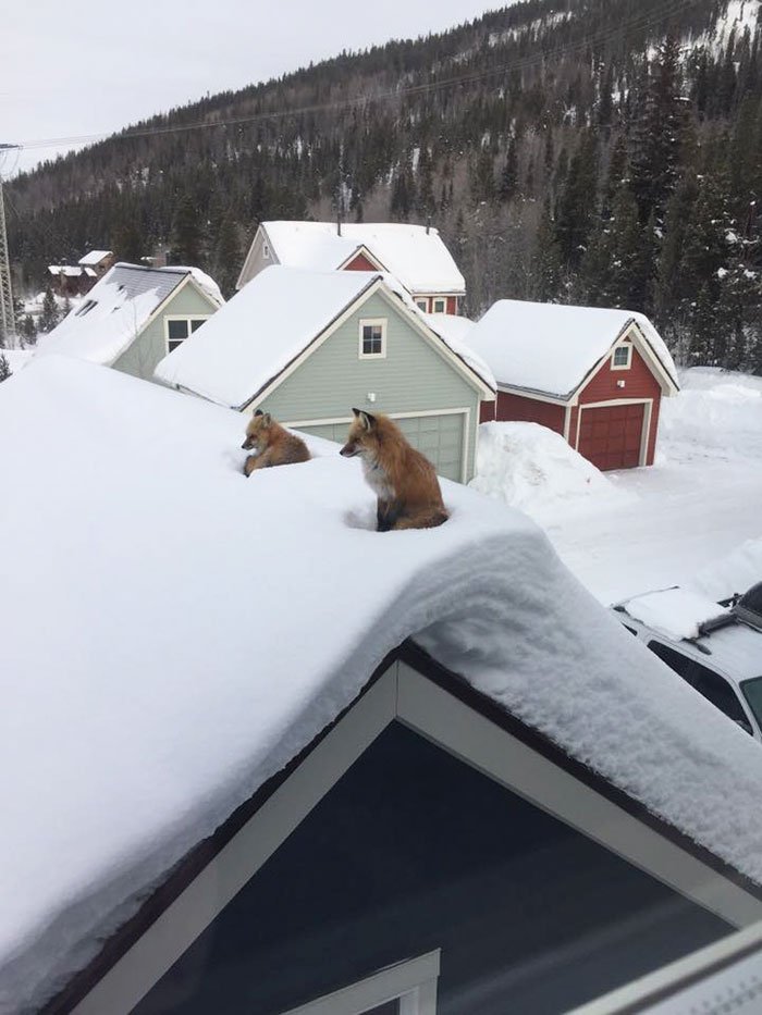 Homem foi surpreendido com duas raposas no telhado, mas depois percebeu como foram lá parar