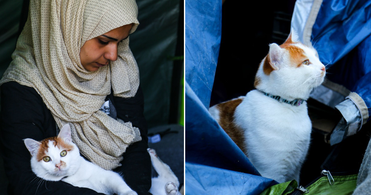 Esta família síria perdeu tudo, mas recusou-se a abandonar o gato