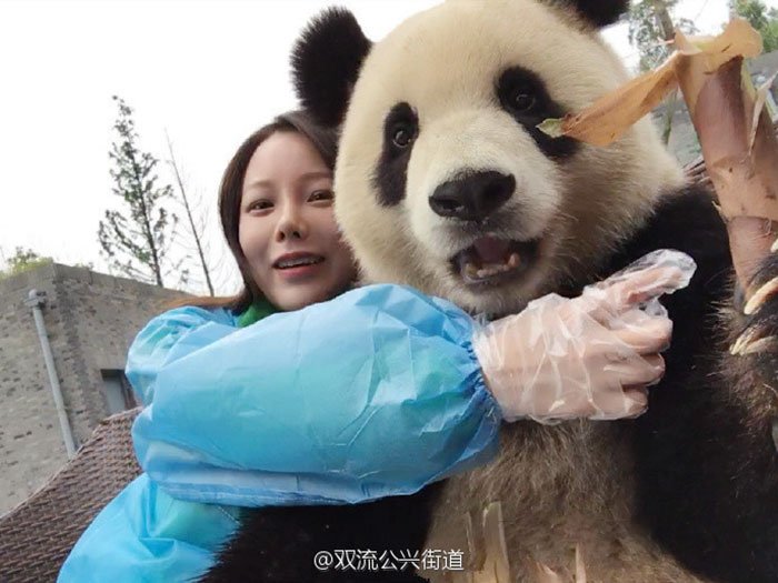 Este Panda gigante domina a arte de tirar selfies, e está a derreter a web