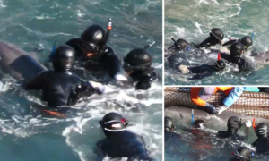 Mãe golfinho tenta salvar a cria das mãos de mergulhadores que a querem levar para um parque aquatico