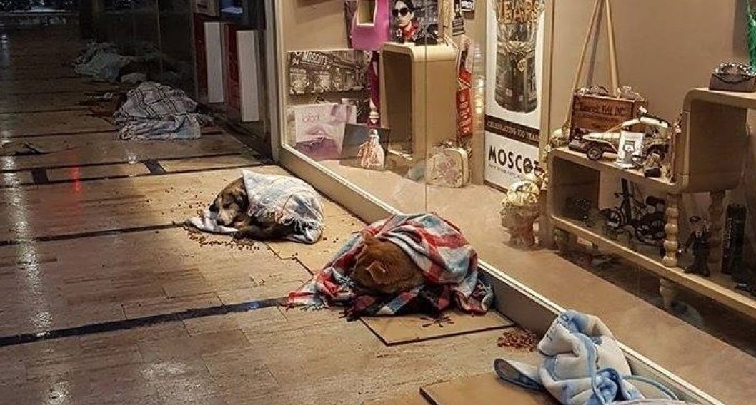 Centro comercial abre portas aos animais de rua devido ao frio
