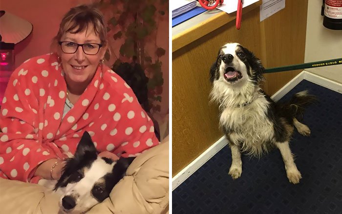 Cão desaparecido percorreu 60 Km em dois meses para encontrar os donos