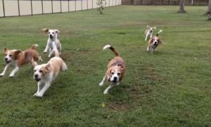 Beagles fazem exercício físico ao correr atrás de carrinho telecomandado