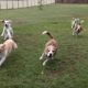 Beagles fazem exercício físico ao correr atrás de carrinho telecomandado