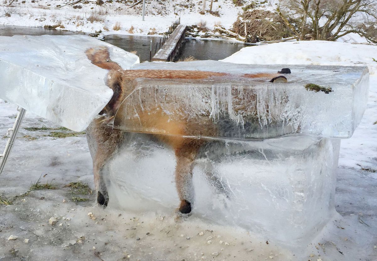 Caçador encontrou raposa congelada na Alemanha