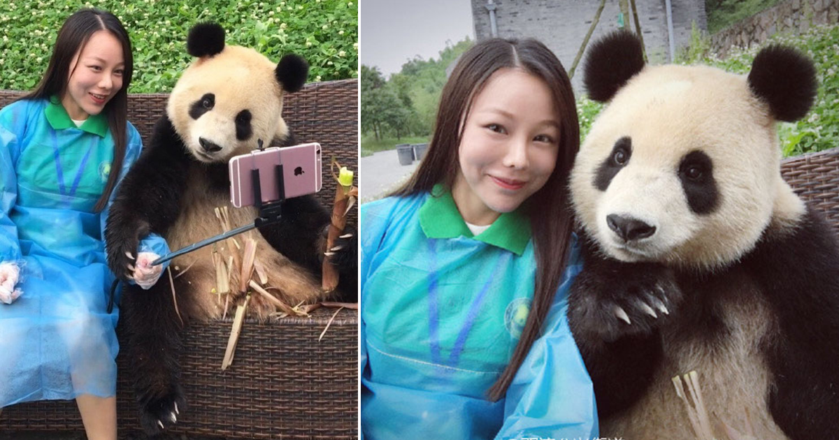 Este Panda gigante domina a arte de tirar selfies, e está a derreter a web