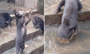 Vídeo chocante mostra ursos magros a implorar por comida aos visitantes de Jardim Zoológico