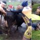 Ciclistas ajudam vaca a dar à luz, para salvar a mãe e o bezerro